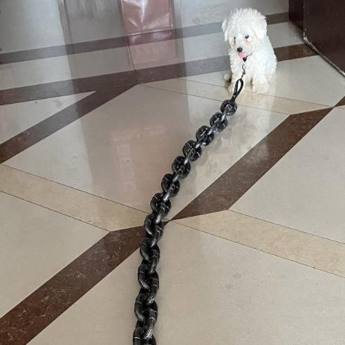 BeastChain Simulated Metal Chain Dog leash