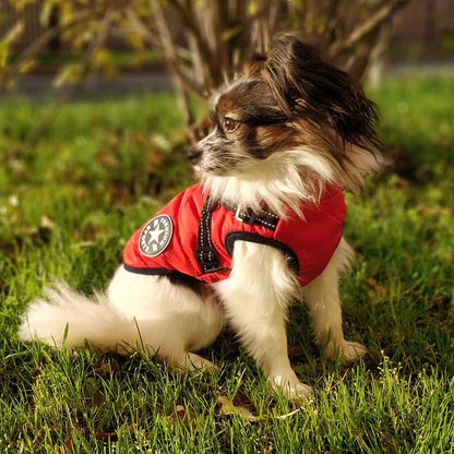 Waterproof Dog Jacket With Harness